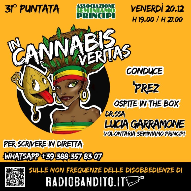 In cannabis Veritas Puntata 31